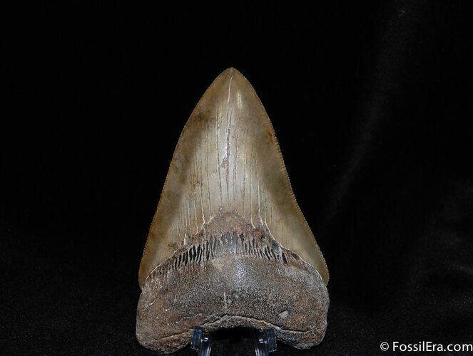 Inch Megalodon Tooth - Awesome Serrations #75